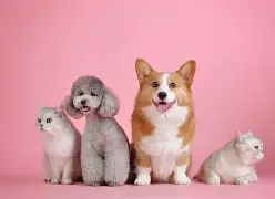 萨克拉门托国王训练开放日,赛前状态回暖引欢呼,法甲在即,细节决定成败 -开云app下载